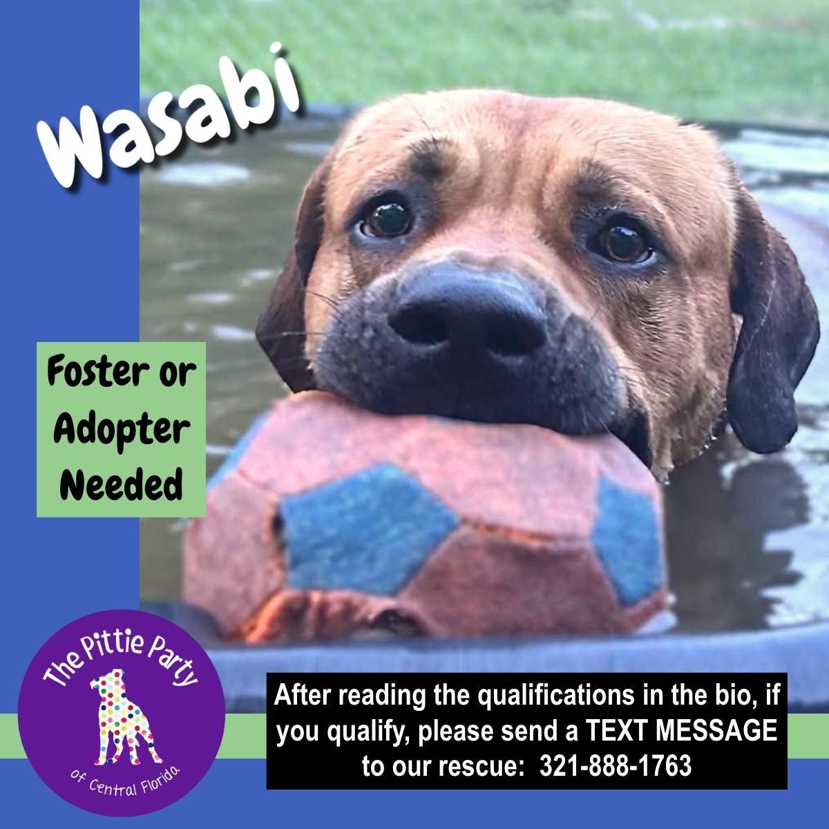 Enlarge Wasabi, a ADOPTABLE mixed breed in Kissimmee, FL image 1/3