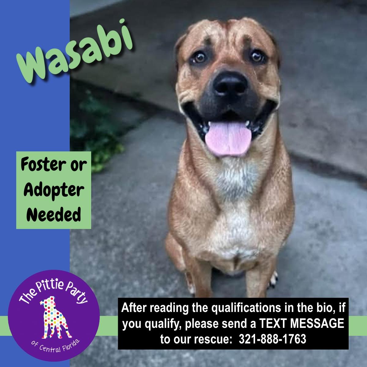 Enlarge Wasabi, a ADOPTABLE mixed breed in Kissimmee, FL image 3/3