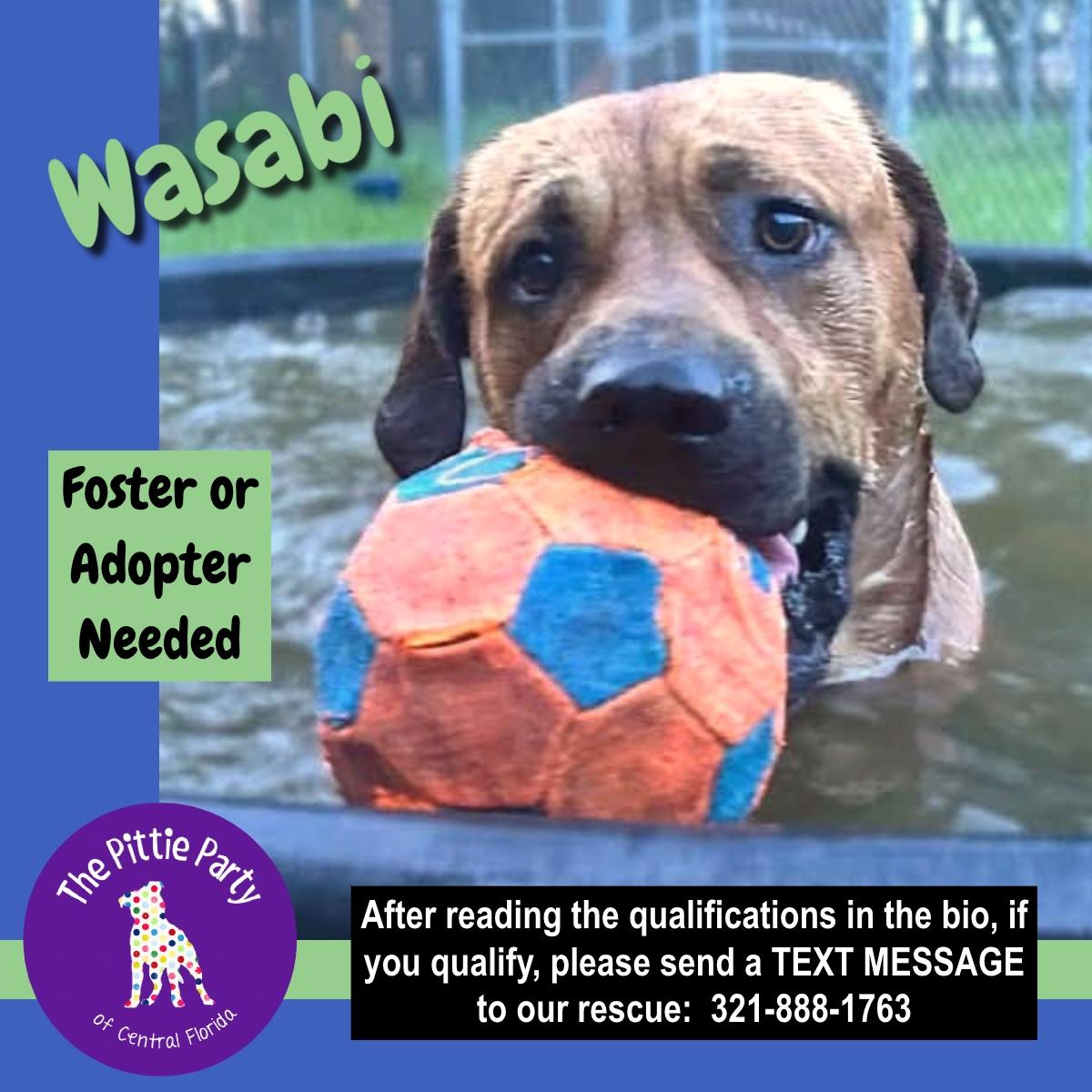 Enlarge Wasabi, a ADOPTABLE mixed breed in Kissimmee, FL image 2/3