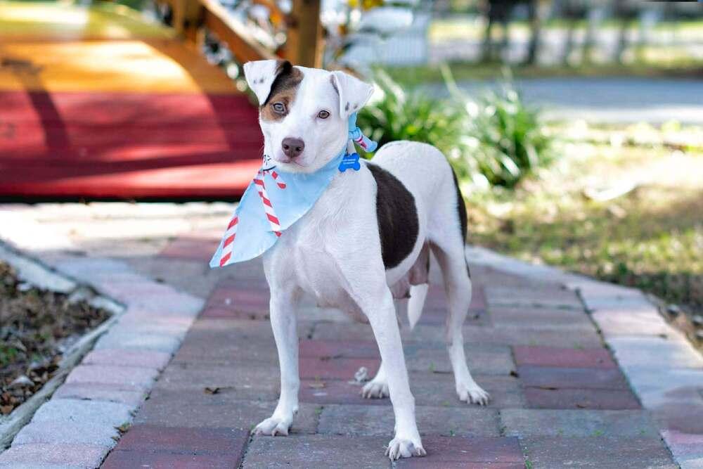 Luna, Adoptable, Young Female Hound & Mixed Breed.