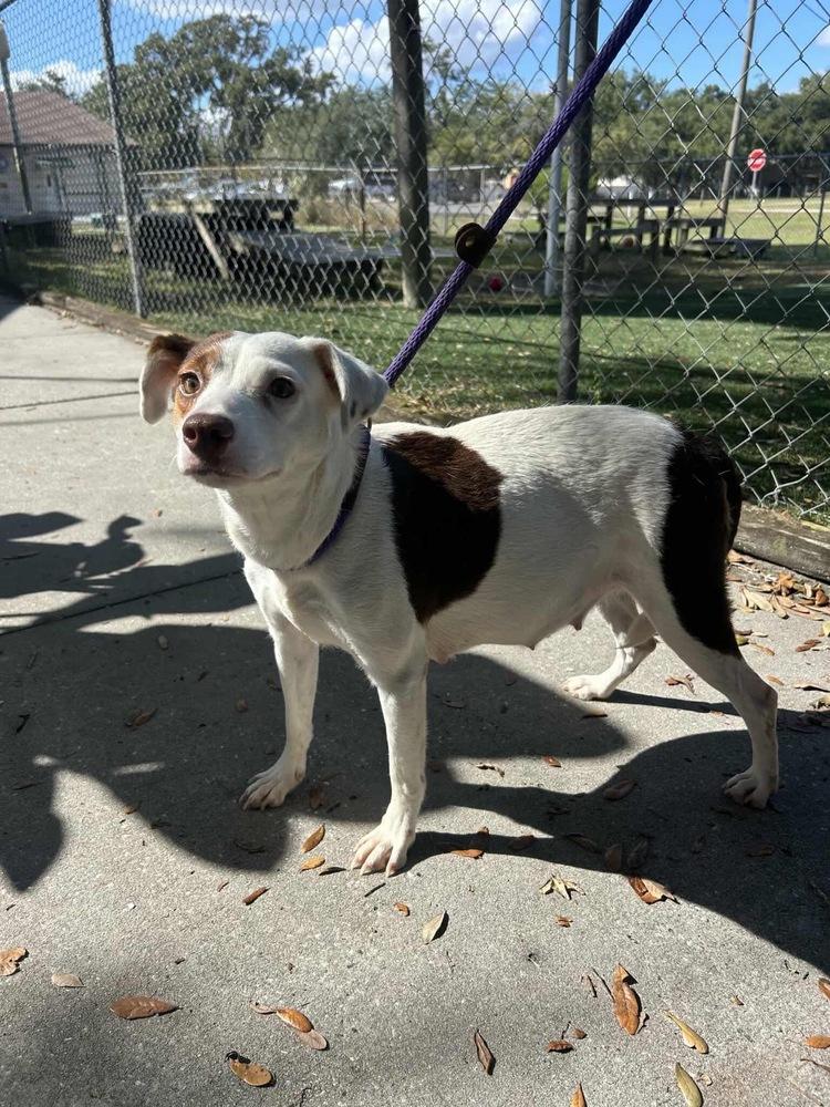 Enlarge Luna, a Adoptable mixed breed in Seminole, FL image 2/5