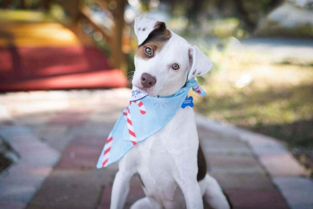 Enlarge Luna, a Adoptable mixed breed in Seminole, FL image 3/5