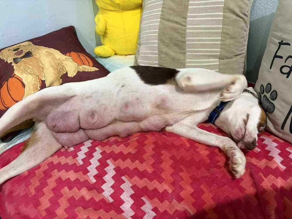 Enlarge Luna, a Adoptable mixed breed in Seminole, FL image 4/5