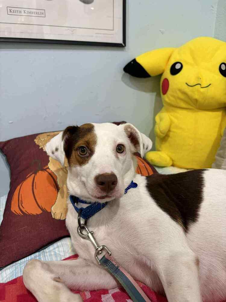 Enlarge Luna, a Adoptable mixed breed in Seminole, FL image 5/5