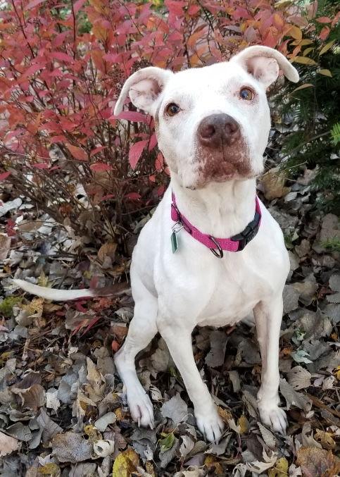 Enlarge Queen Regina, a Adoptable mixed breed in Oxford, MI image 2/3