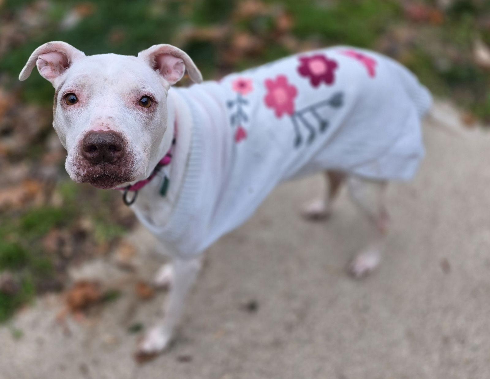 Enlarge Queen Regina, a Adoptable mixed breed in Oxford, MI image 3/3