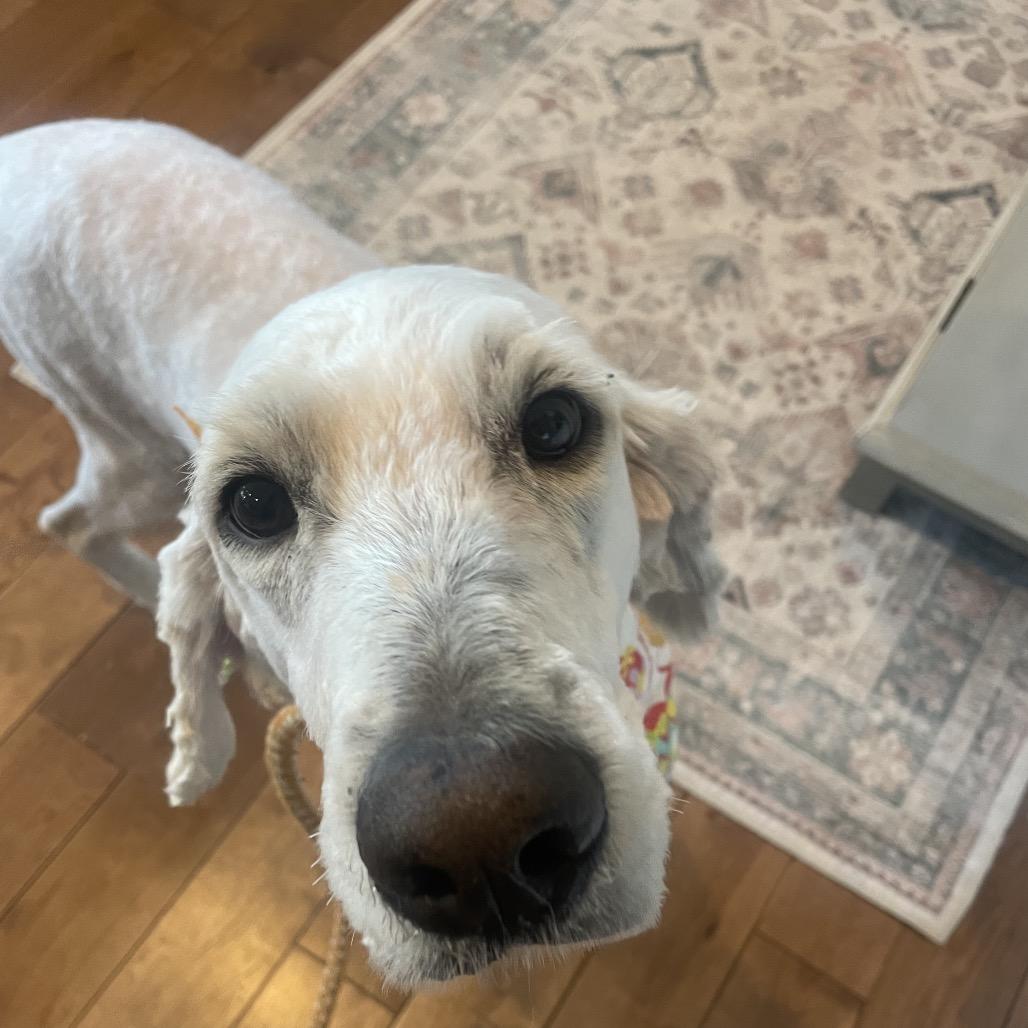 Enlarge NAYLOR, a Adoptable mixed breed in Cashmere, WA image 1/6