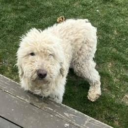 Enlarge NAYLOR, a Adoptable mixed breed in Cashmere, WA image 2/6