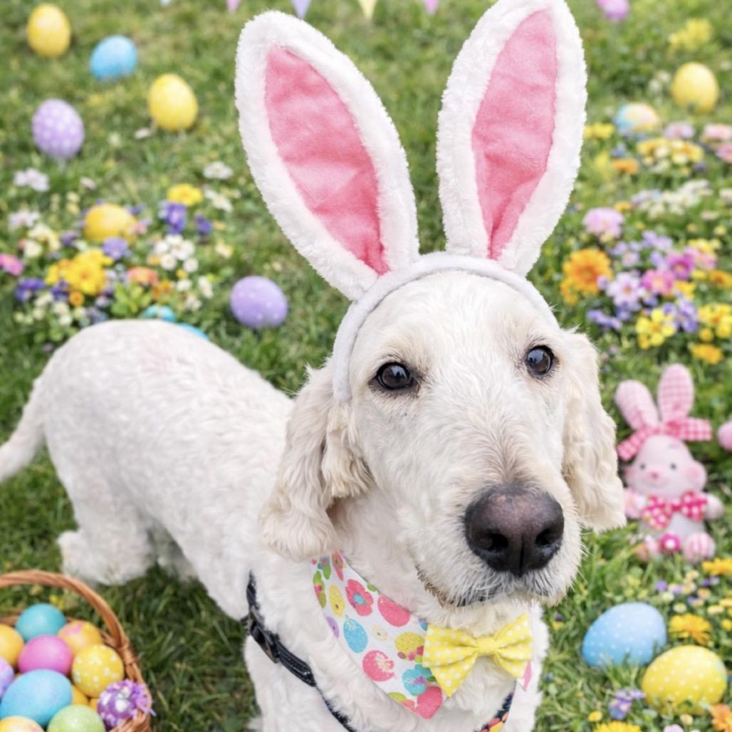 Enlarge NAYLOR, a Adoptable mixed breed in Cashmere, WA image 3/6