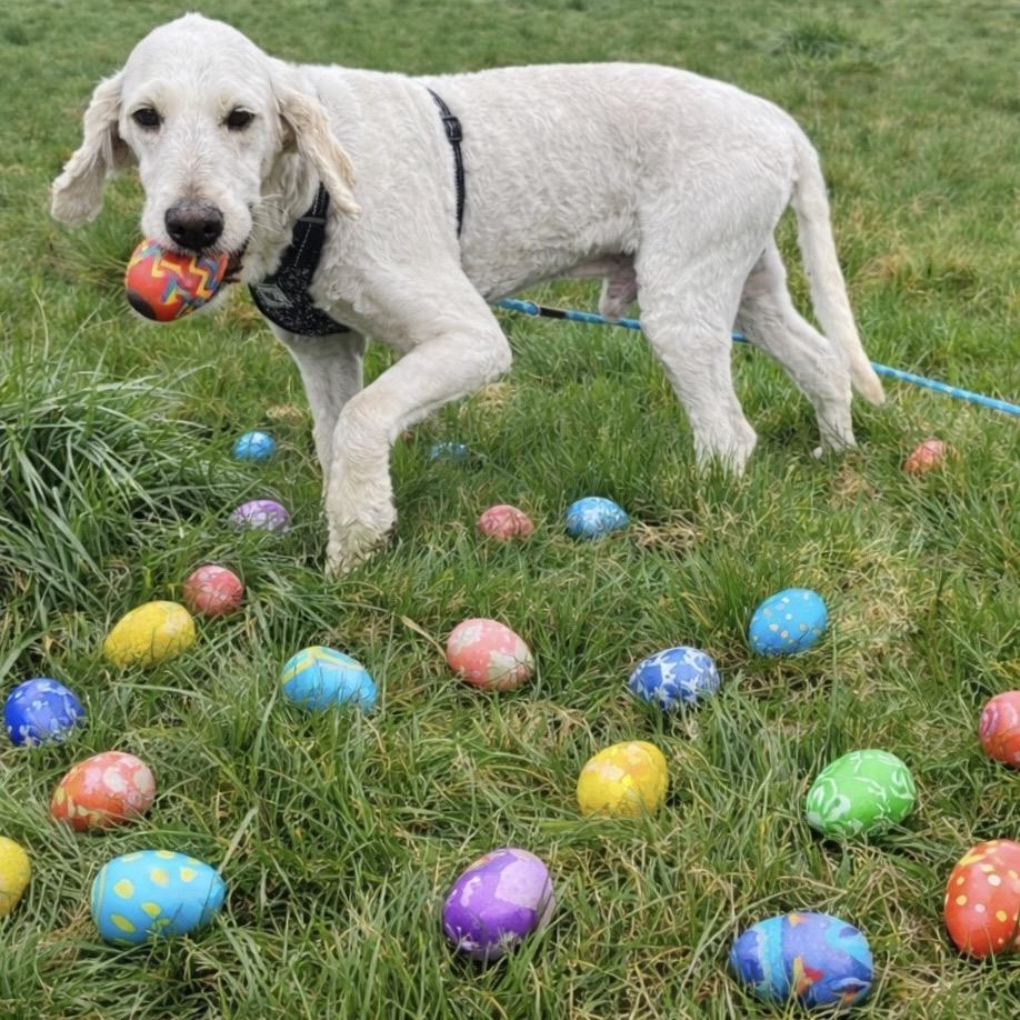 Enlarge NAYLOR, a Adoptable mixed breed in Cashmere, WA image 4/6