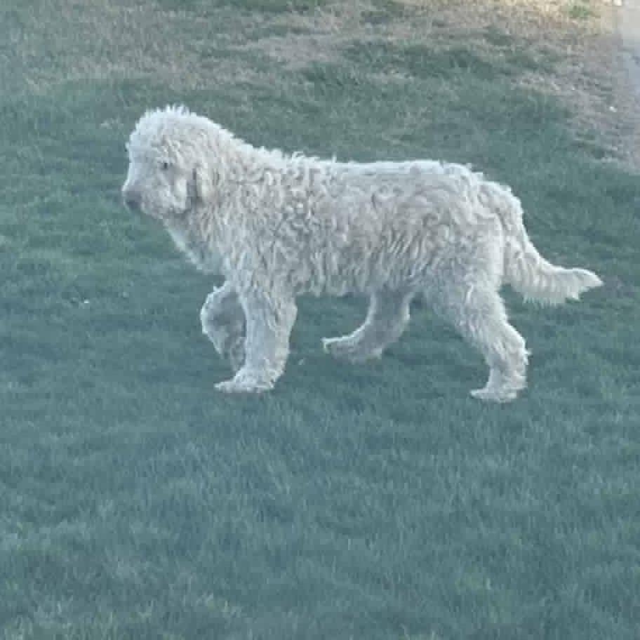 Enlarge NAYLOR, a Adoptable mixed breed in Cashmere, WA image 5/6