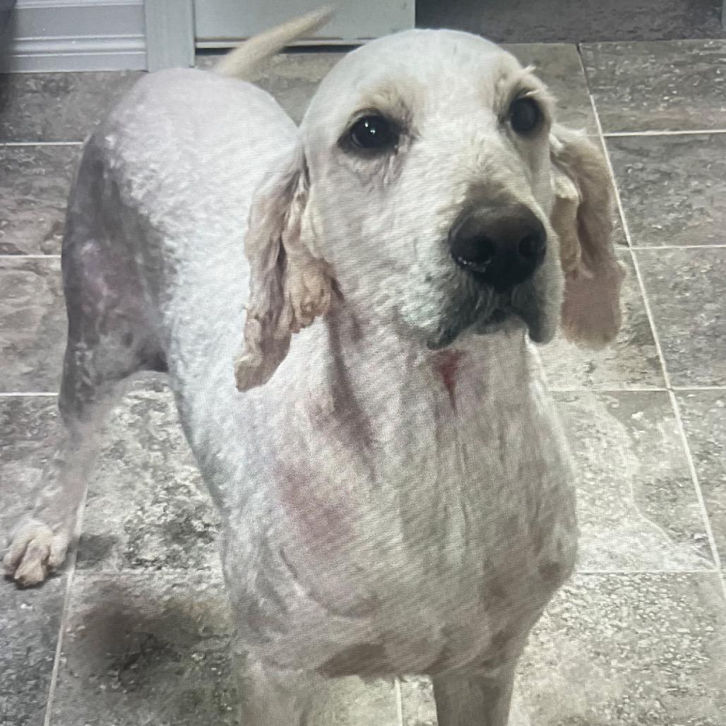 Enlarge NAYLOR, a Adoptable mixed breed in Cashmere, WA image 6/6