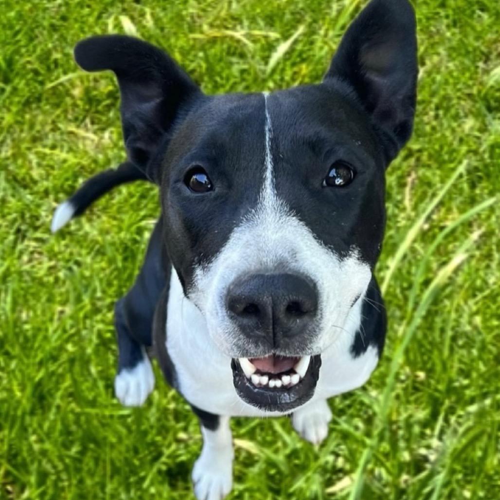 Faith, Adoptable, Young Female American Staffordshire Terrier & Mixed Breed.