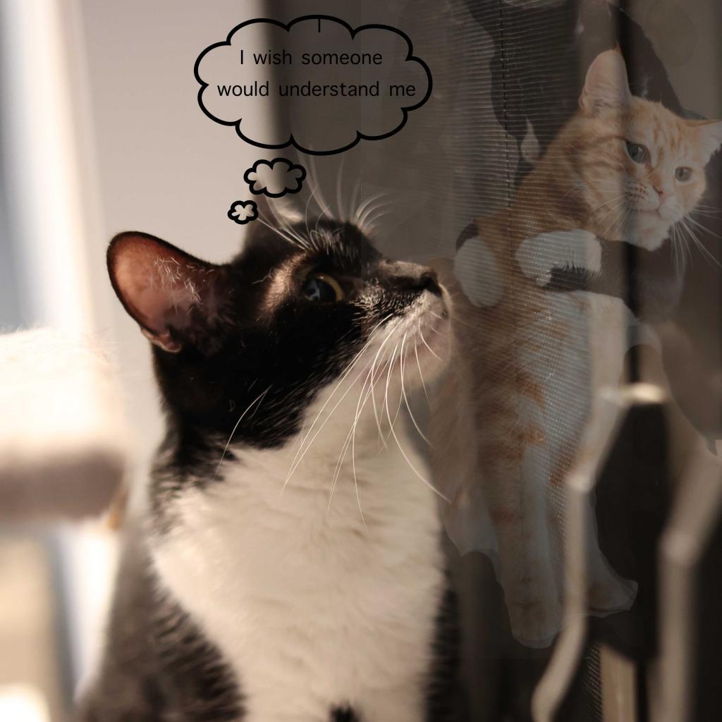 Enlarge Ariel, a Adoptable Domestic Short Hair in Fort Lauderdale, FL image 1/6