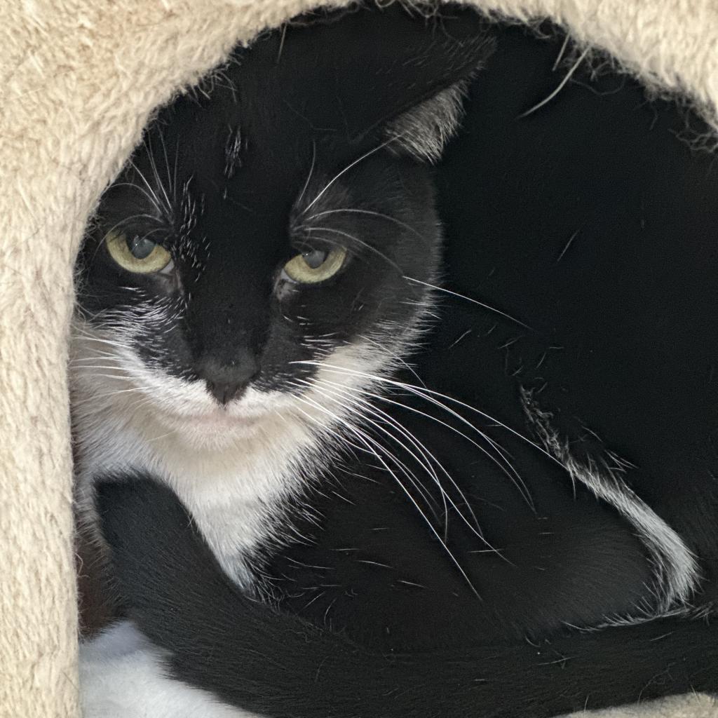 Enlarge Ariel, a Adoptable Domestic Short Hair in Fort Lauderdale, FL image 2/6