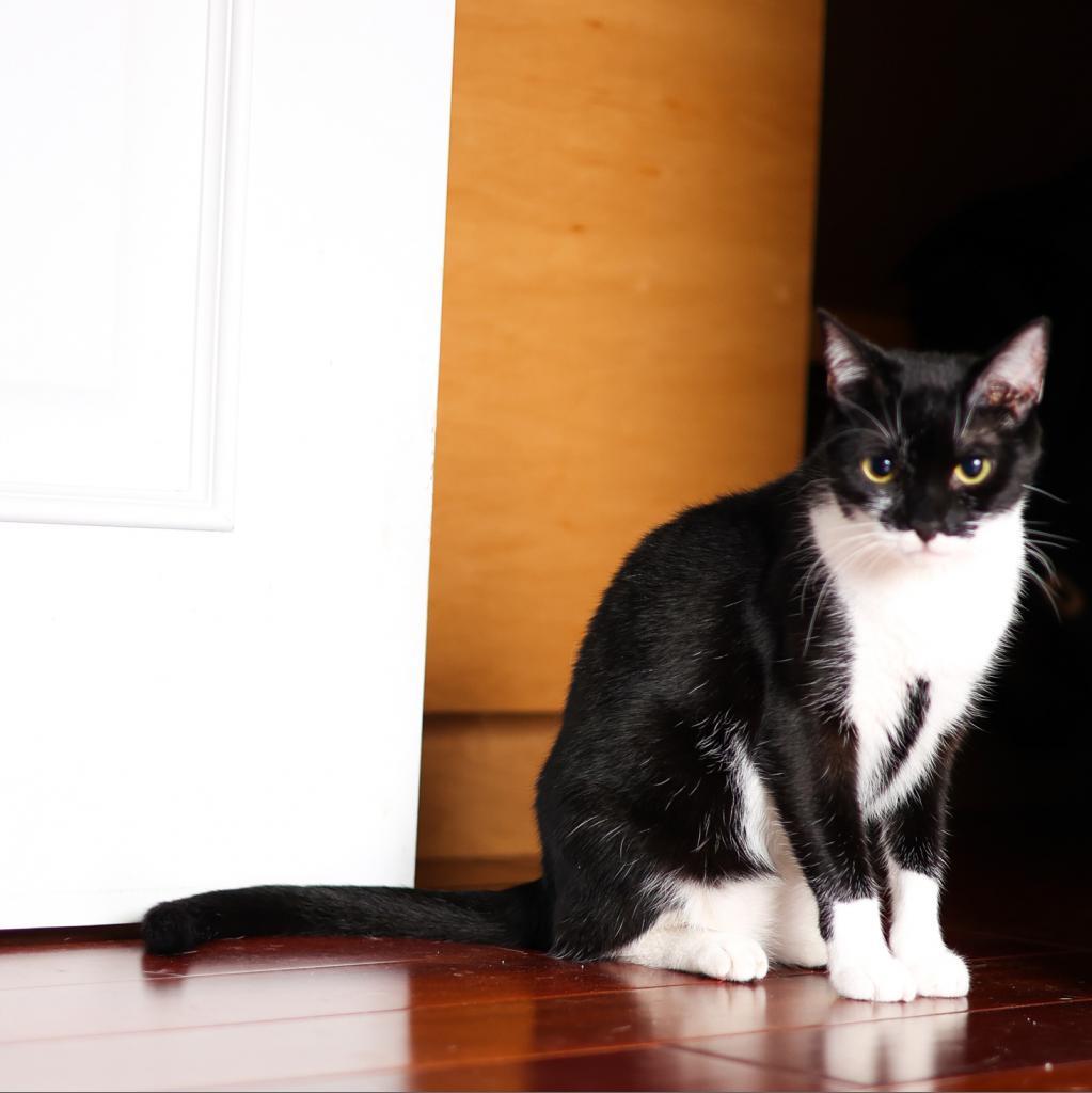 Enlarge Ariel, a Adoptable Domestic Short Hair in Fort Lauderdale, FL image 3/6