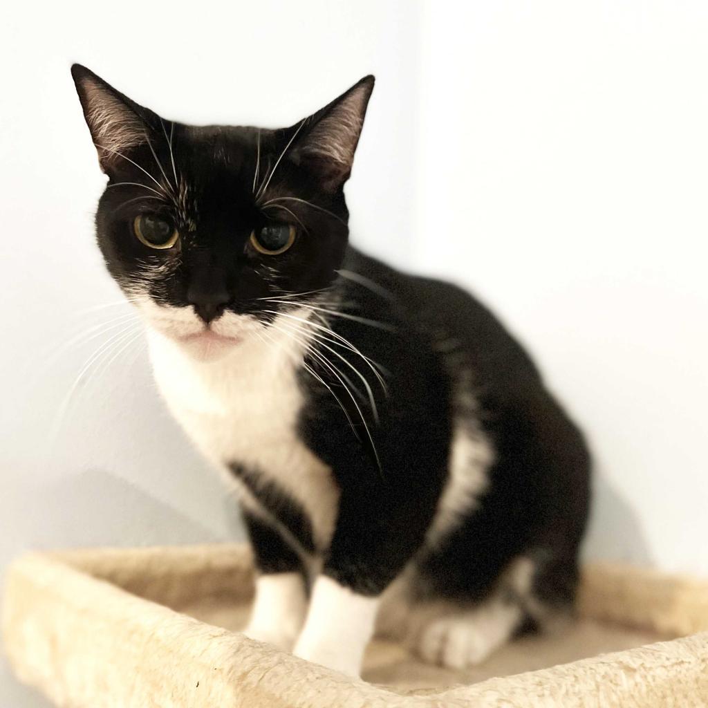 Enlarge Ariel, a Adoptable Domestic Short Hair in Fort Lauderdale, FL image 5/6