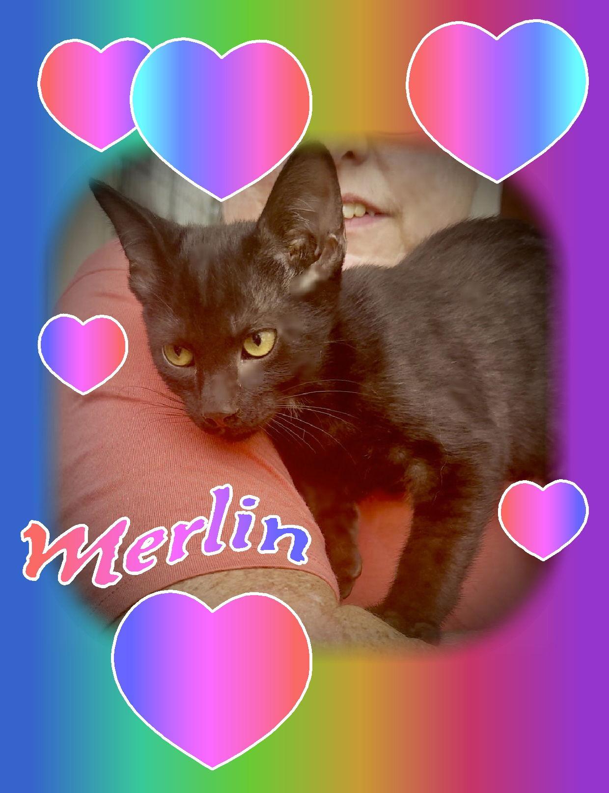 Merlin, a Adoptable Domestic Short Hair in Piedmont, MO image 1/2