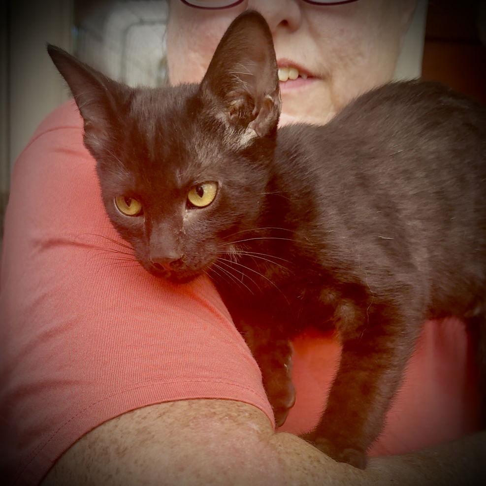 Merlin, Adoptable, Kitten Male Domestic Short Hair.