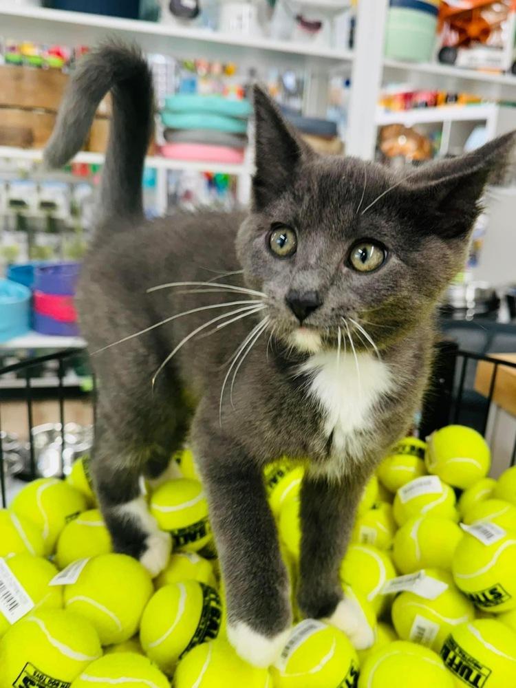 Enlarge Goose, a Adoptable Domestic Short Hair in Albany, WI image 1/1