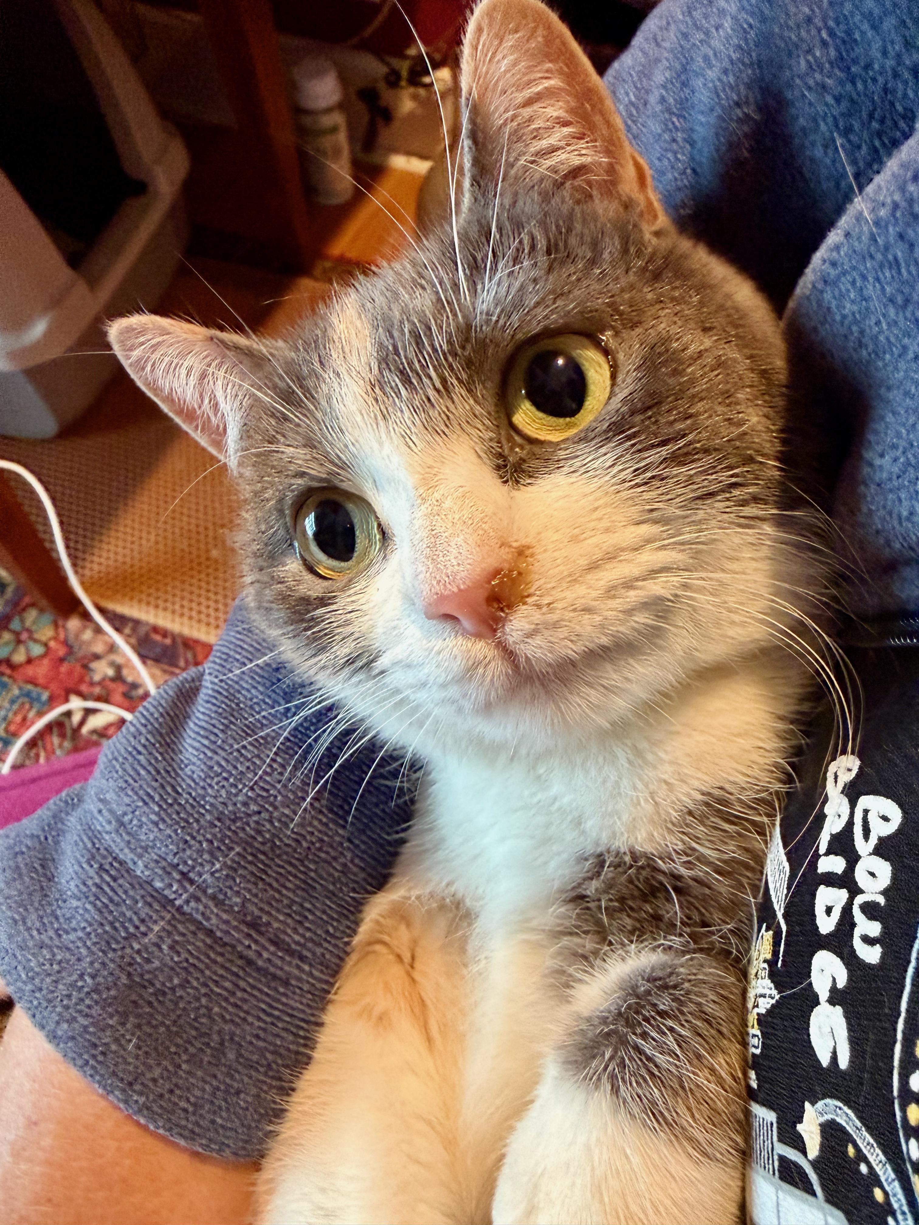 Enlarge Sabrina, an adopted Domestic Short Hair in Manhasset, NY image 2/4