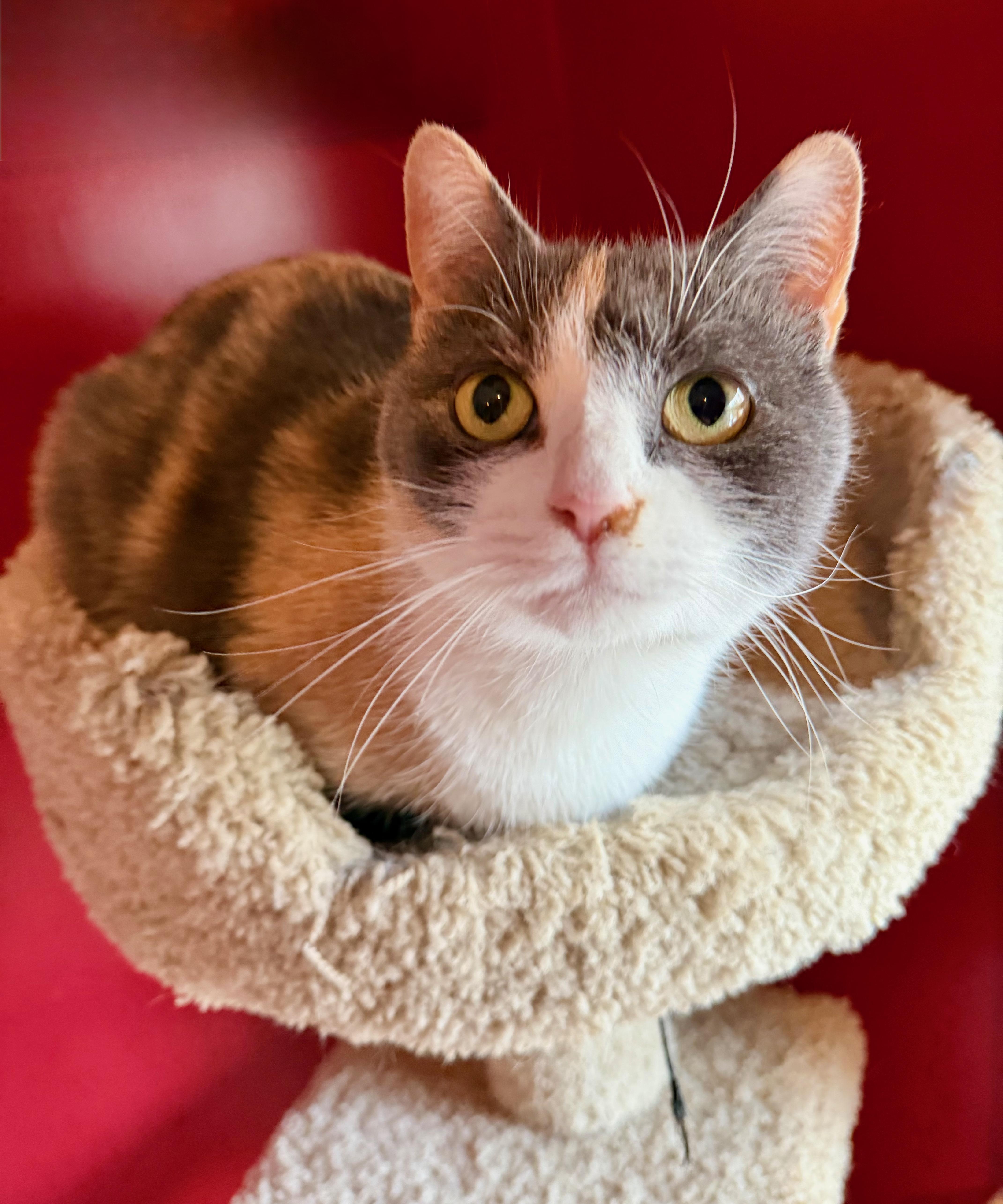 Enlarge Sabrina, an adopted Domestic Short Hair in Manhasset, NY image 1/4