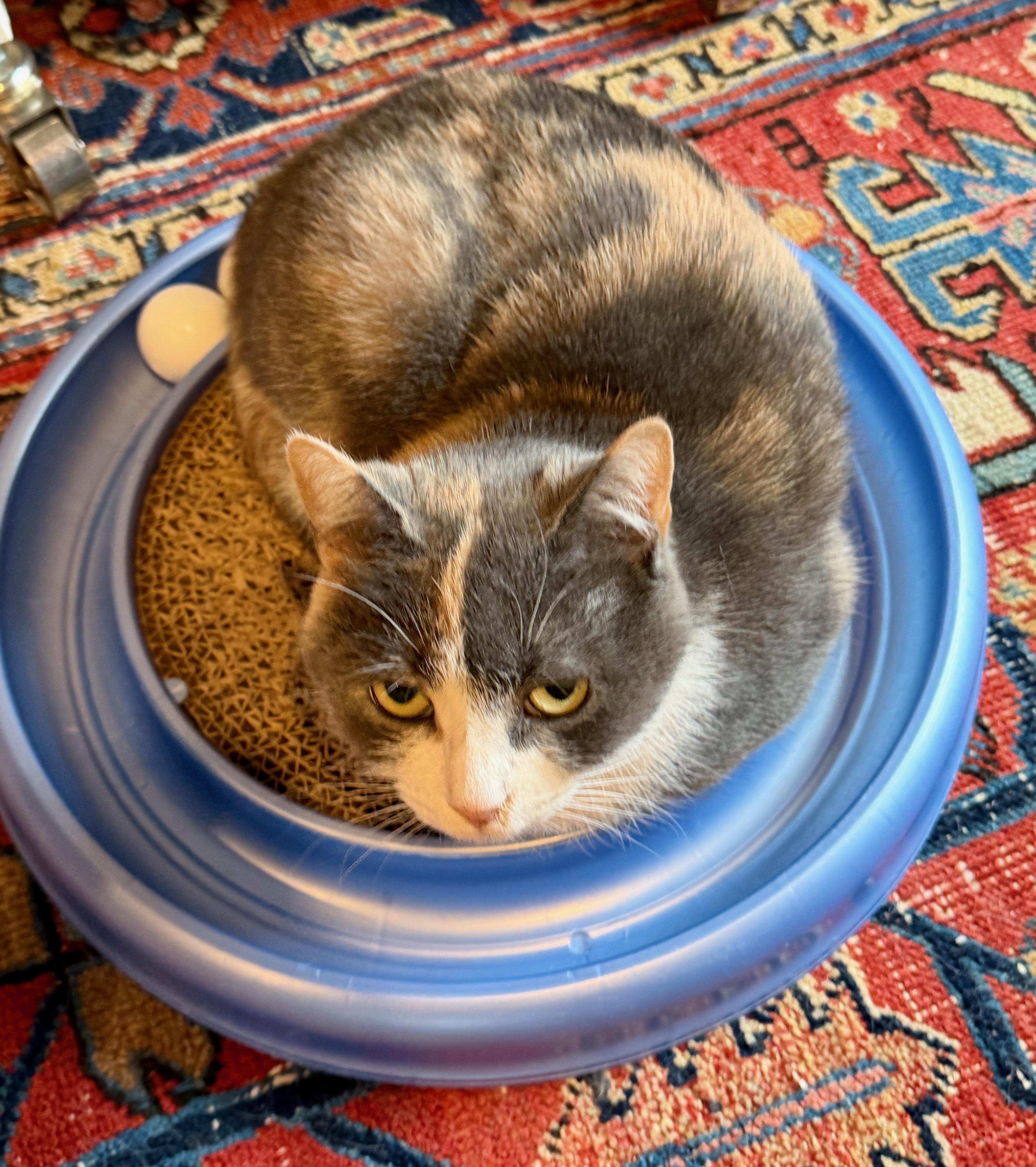 Enlarge Sabrina, an adopted Domestic Short Hair in Manhasset, NY image 4/4