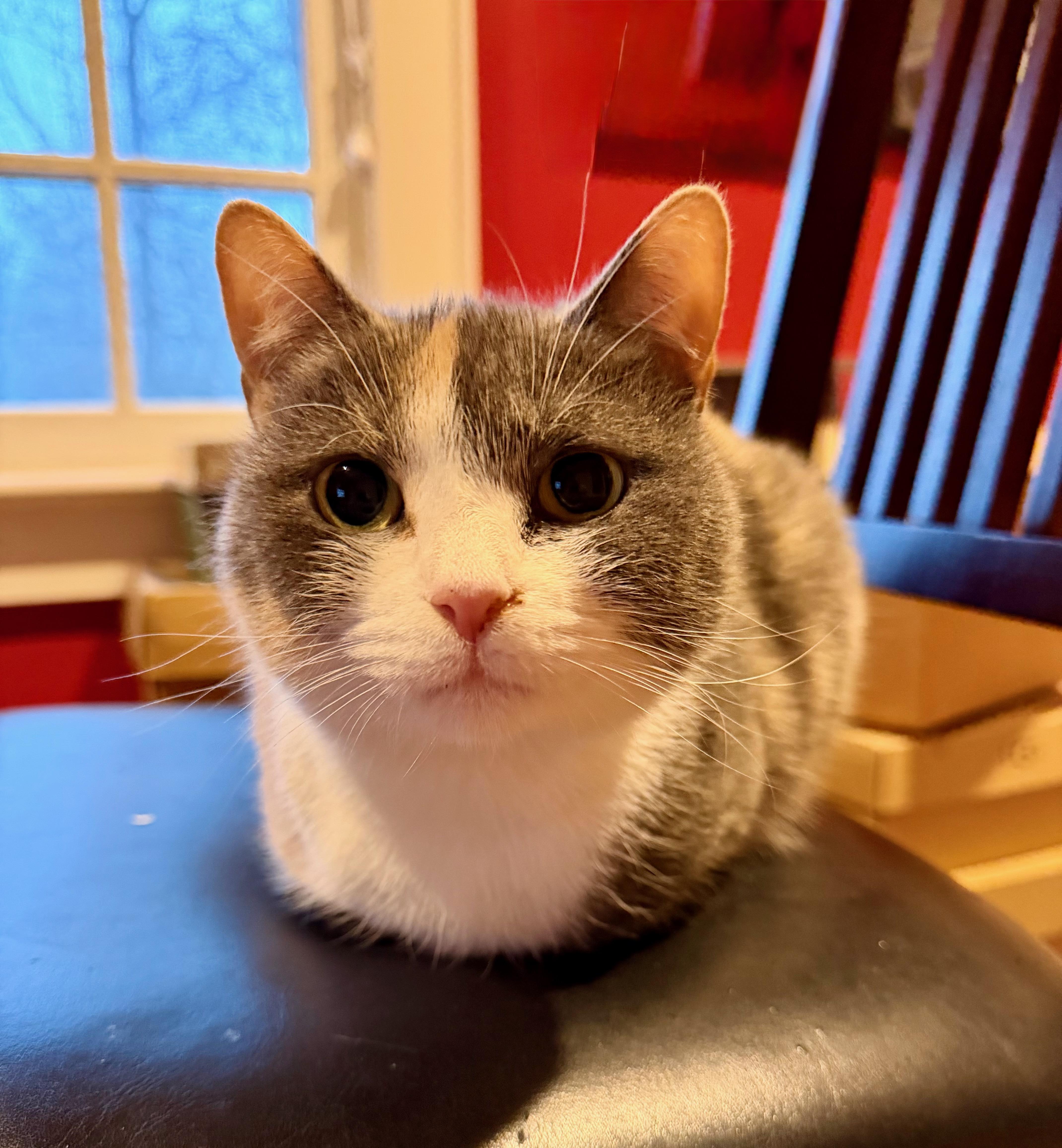 Enlarge Sabrina, an adopted Domestic Short Hair in Manhasset, NY image 3/4