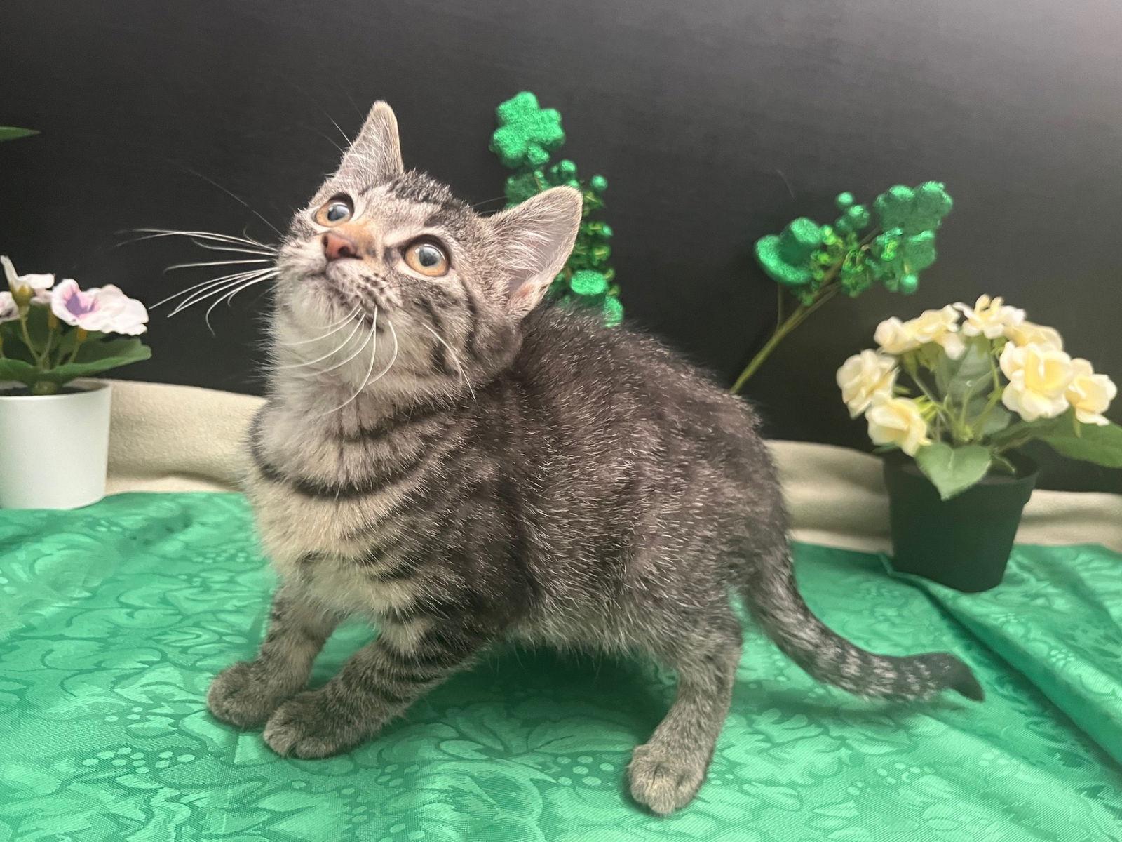 Belle, Adopted, Kitten Female Tabby & Domestic Short Hair.