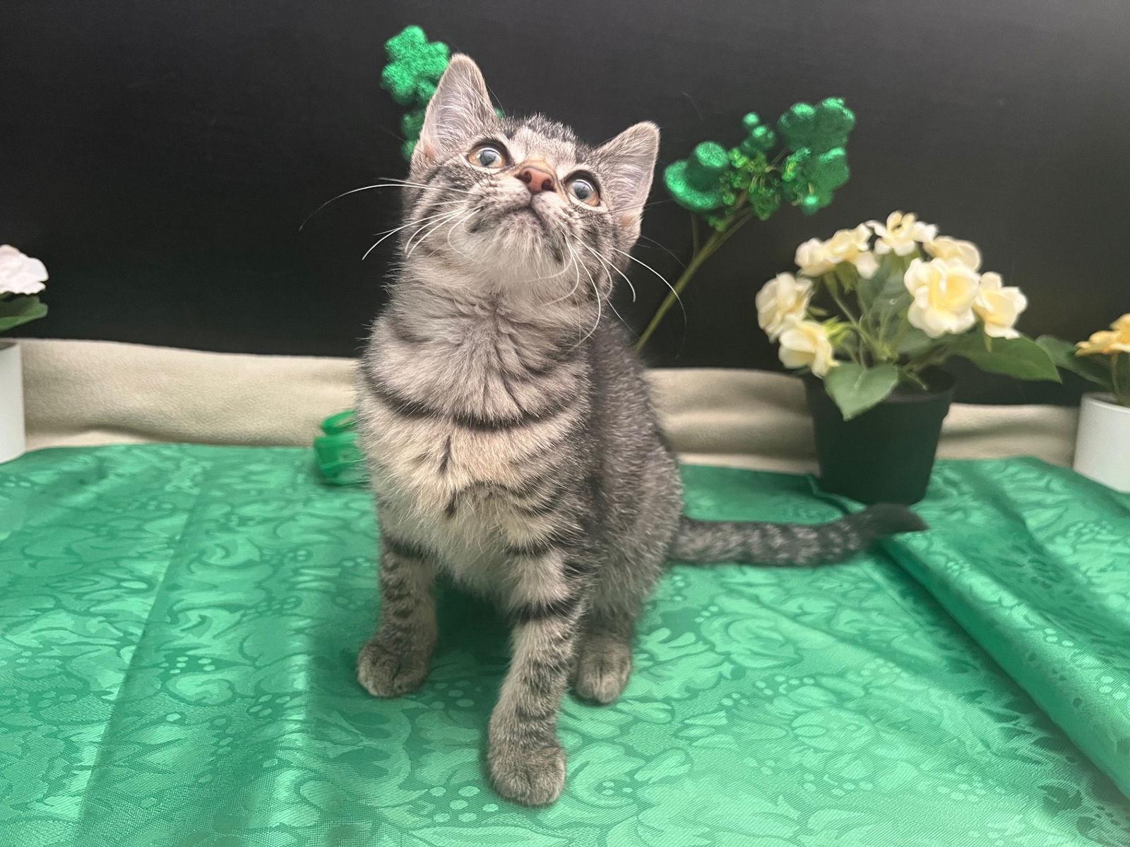 Belle, a Adopted mixed breed in Fayetteville, GA image 2/3