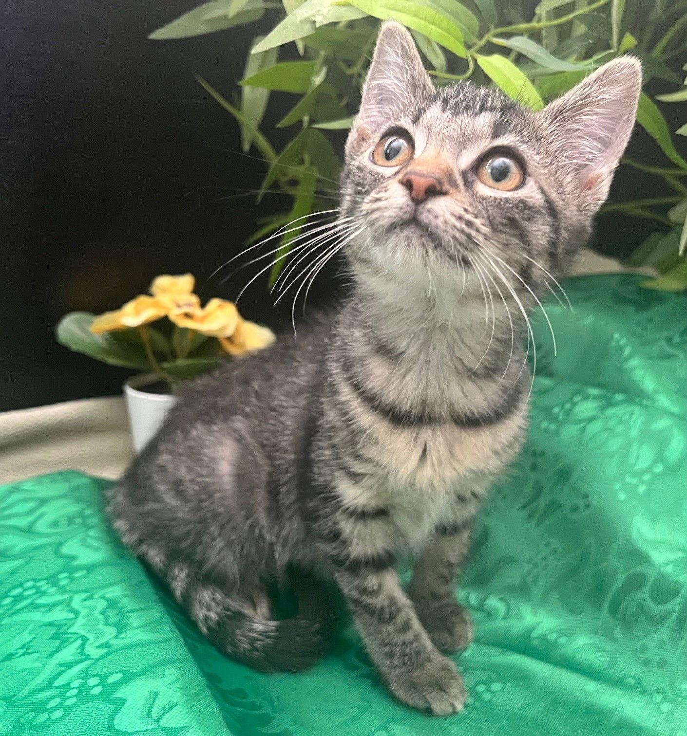 Belle, a Adopted mixed breed in Fayetteville, GA image 3/3