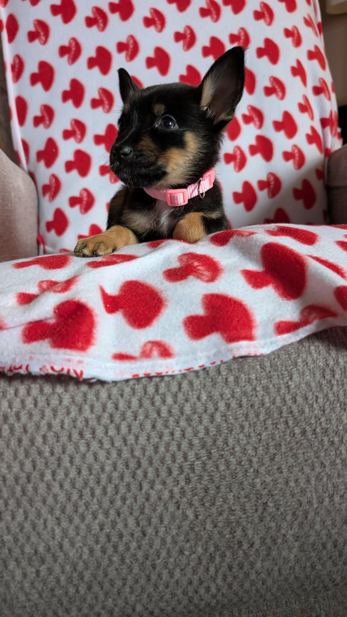 Enlarge Ruby the tiny puppy, an adopted mixed breed in Muskego, WI image 3/6