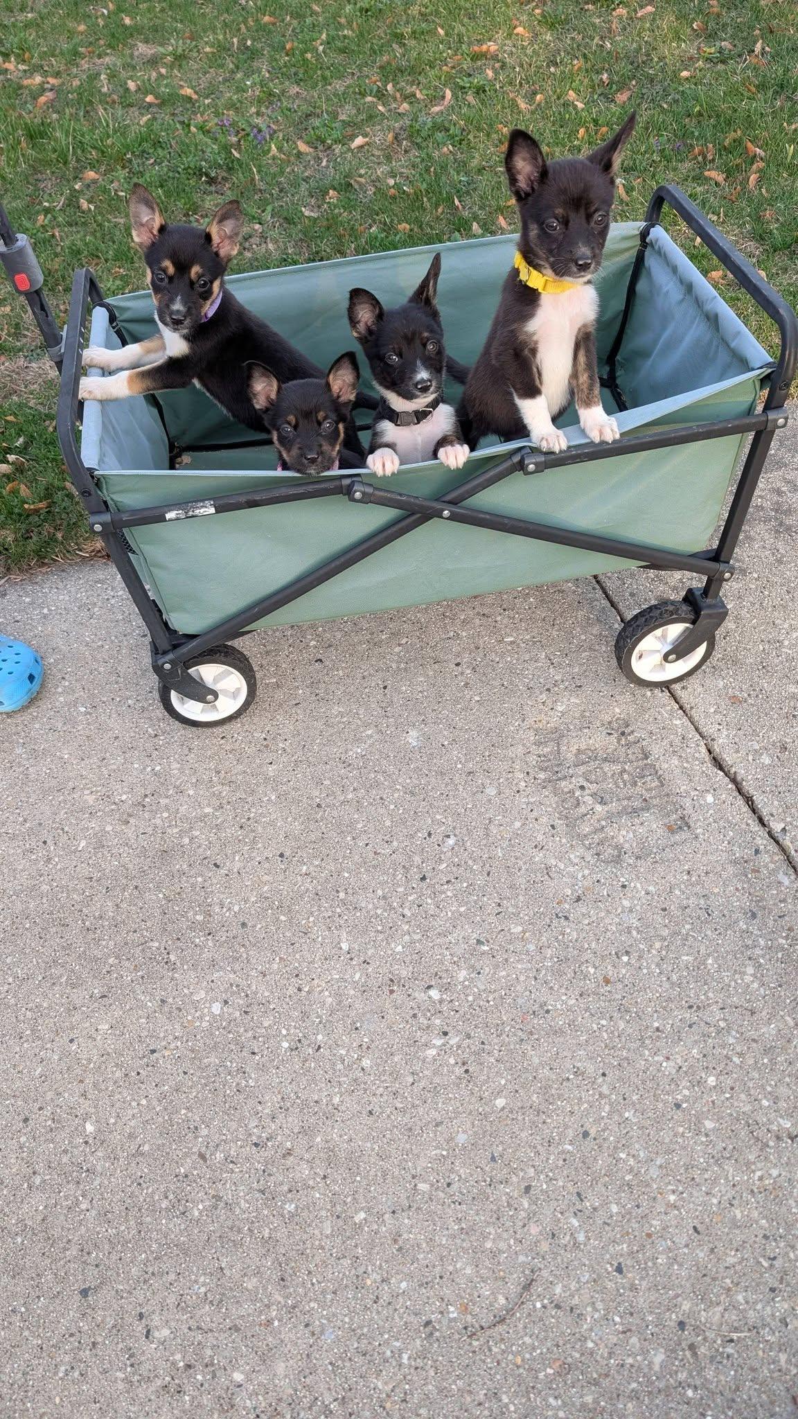 Enlarge Ruby the tiny puppy, an adopted mixed breed in Muskego, WI image 6/6