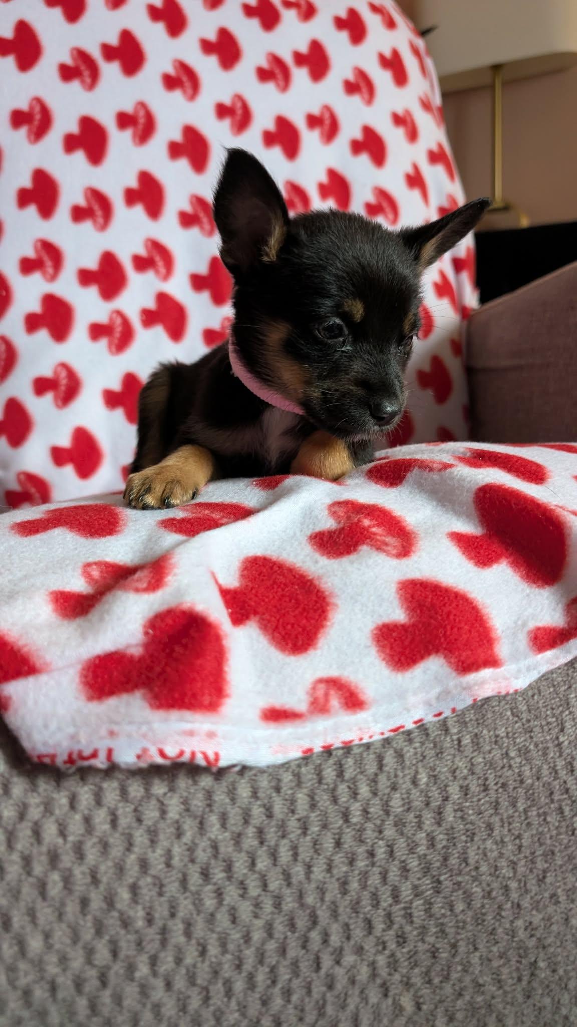 Enlarge Ruby the tiny puppy, an adopted mixed breed in Muskego, WI image 4/6