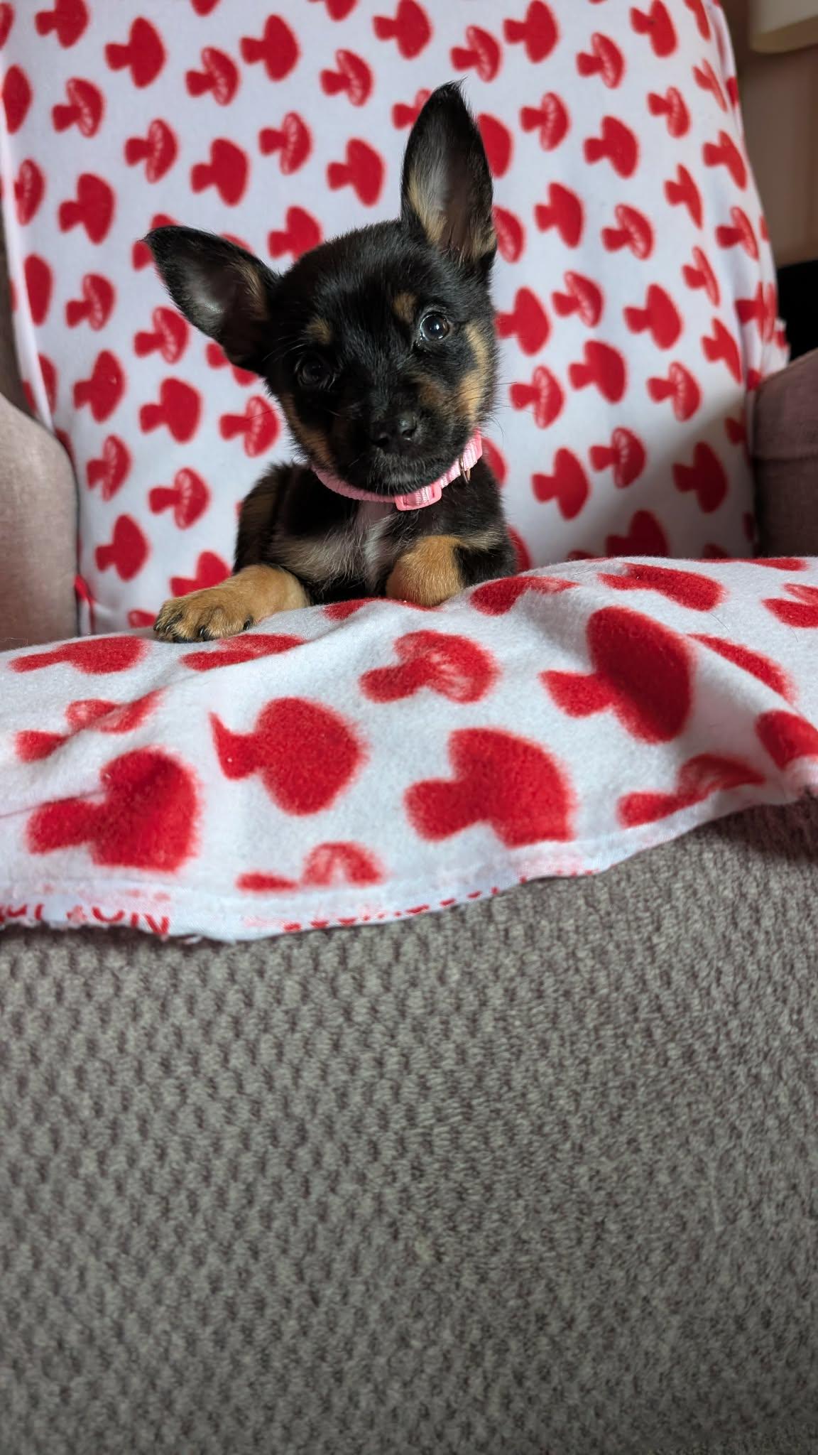 Enlarge Ruby the tiny puppy, an adopted mixed breed in Muskego, WI image 2/6