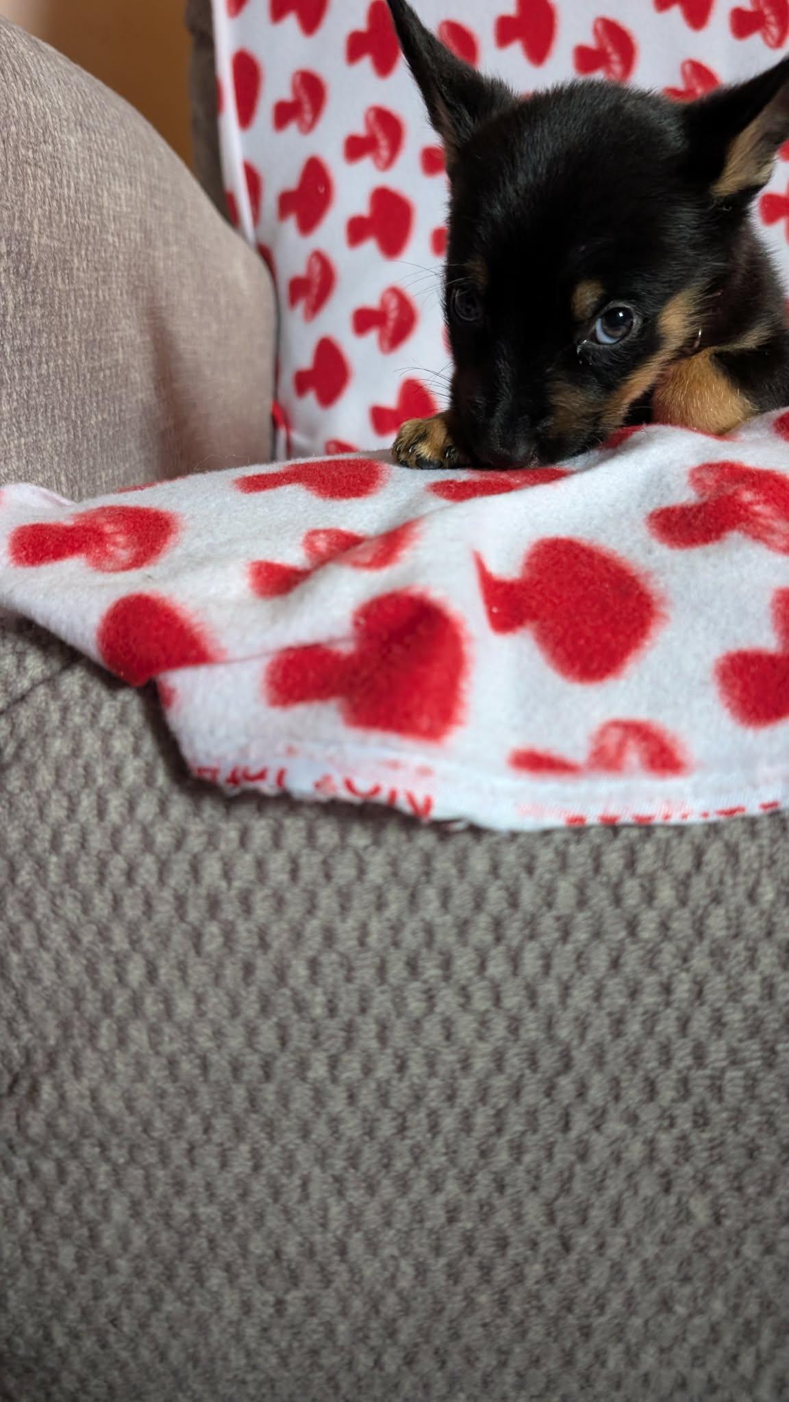 Enlarge Ruby the tiny puppy, an adopted mixed breed in Muskego, WI image 5/6