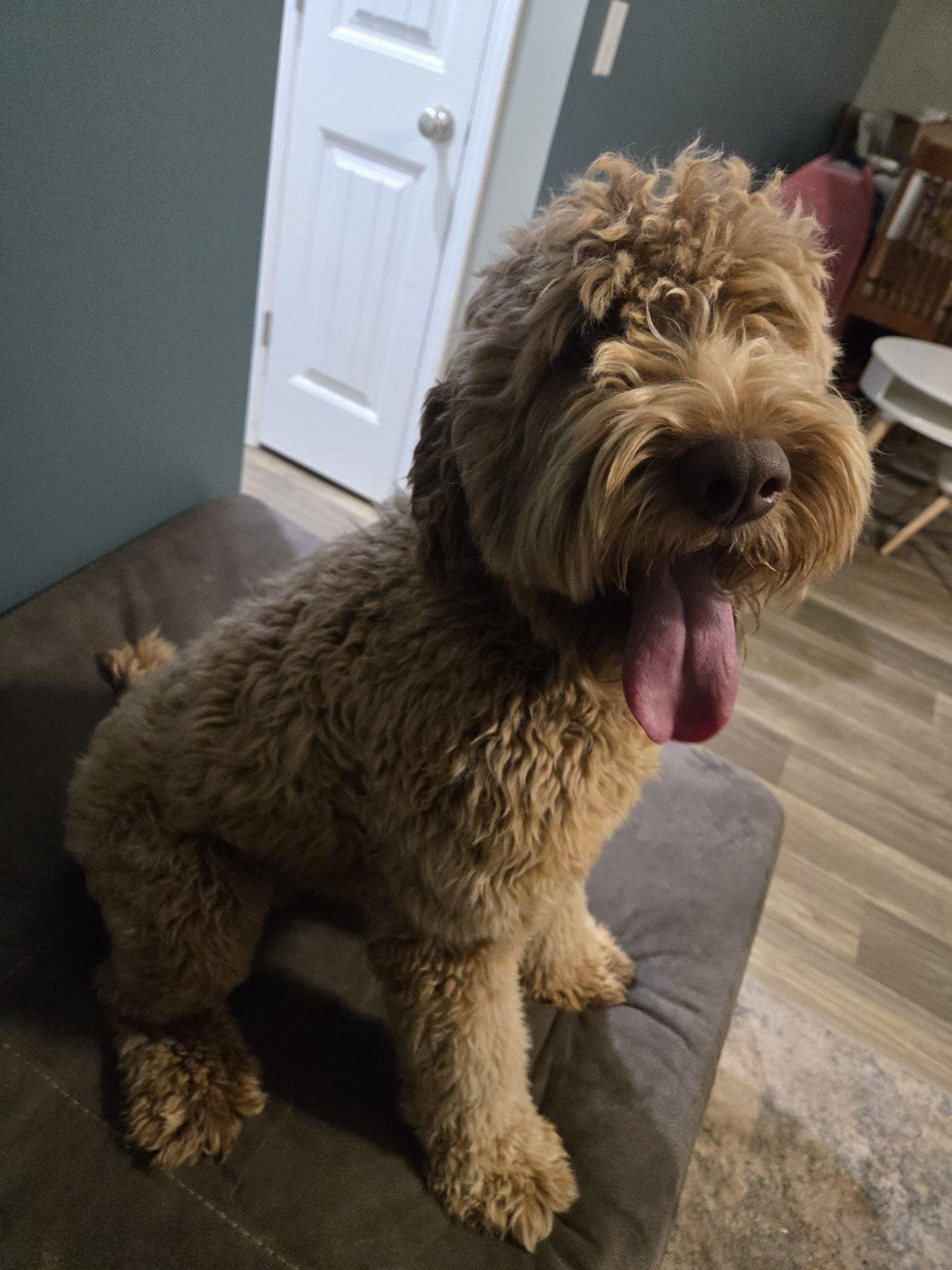 Enlarge Ryder, a Adopted mixed breed in Greenville, SC image 3/5