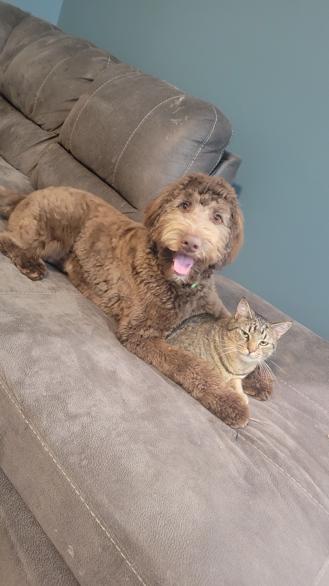 Ryder, Adopted, Adult Male Poodle & Australian Shepherd.