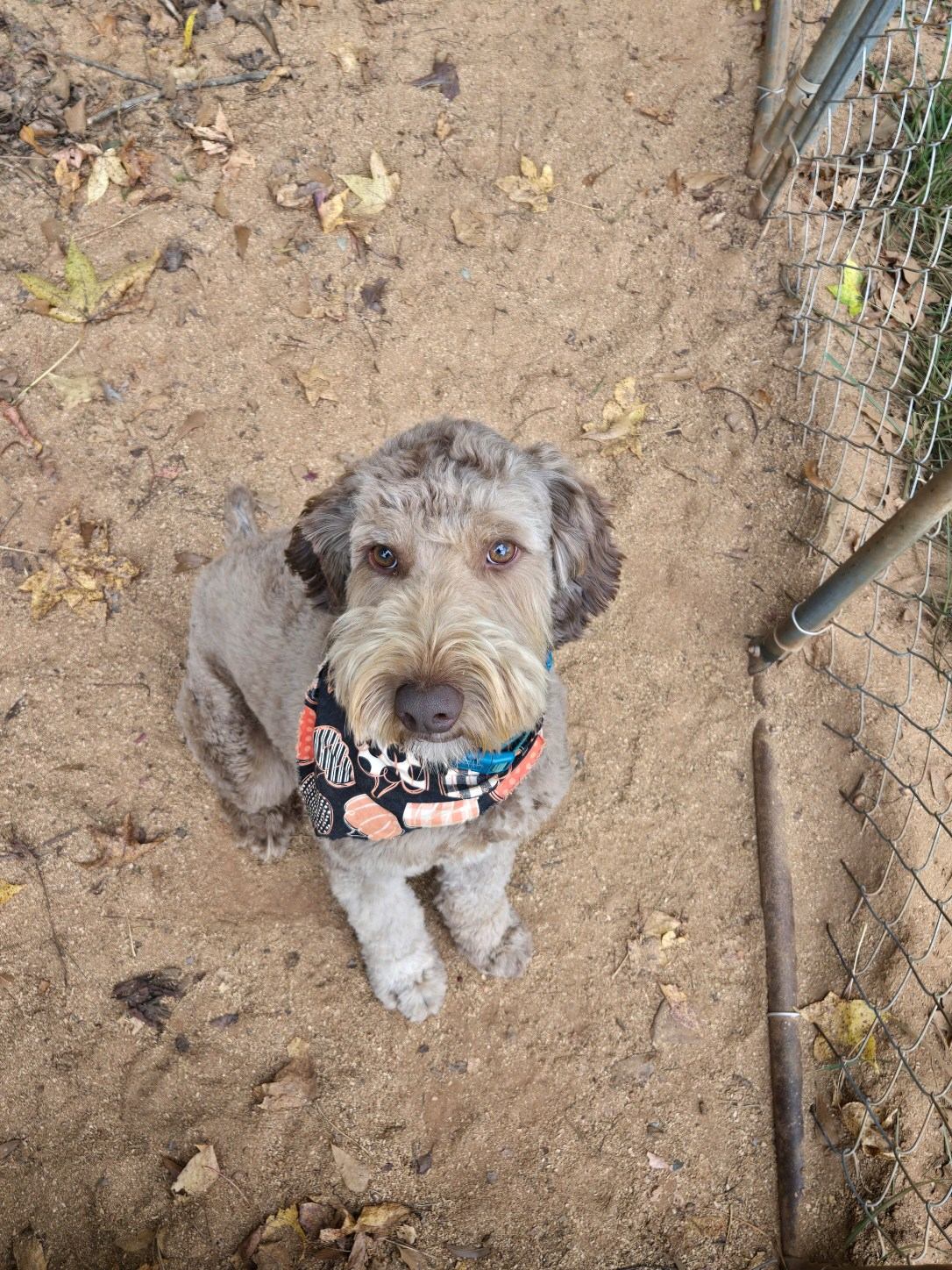 Enlarge Ryder, a Adopted mixed breed in Greenville, SC image 2/5