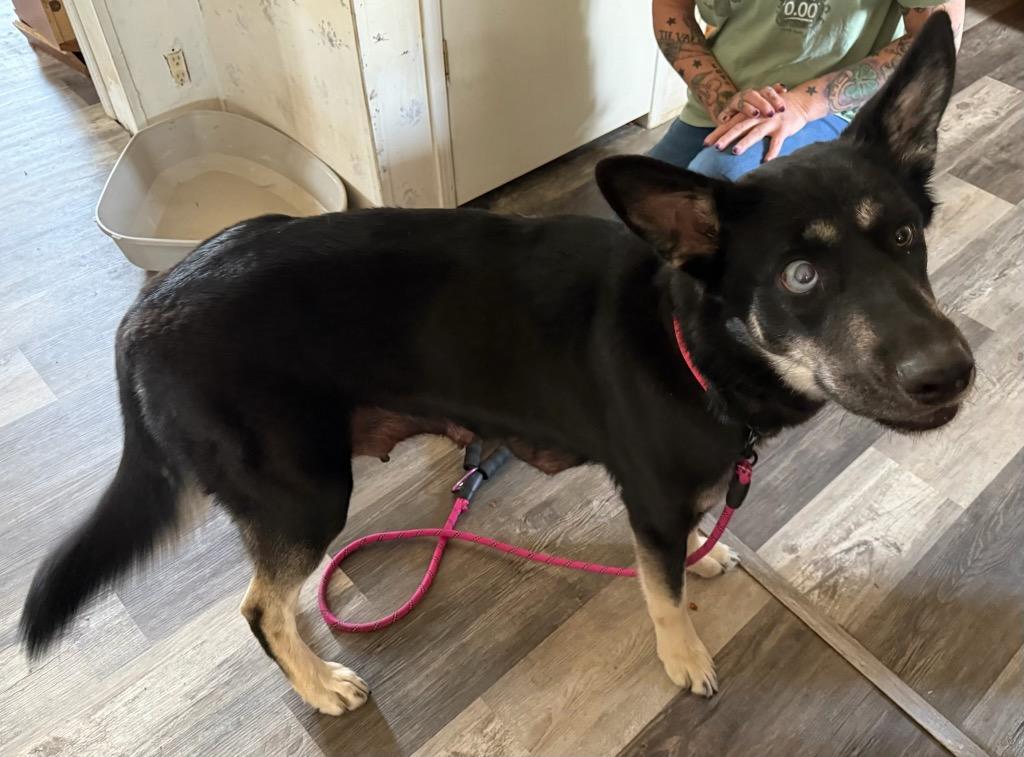 Enlarge Pie, a Adoptable mixed breed in Reno, NV image 1/6