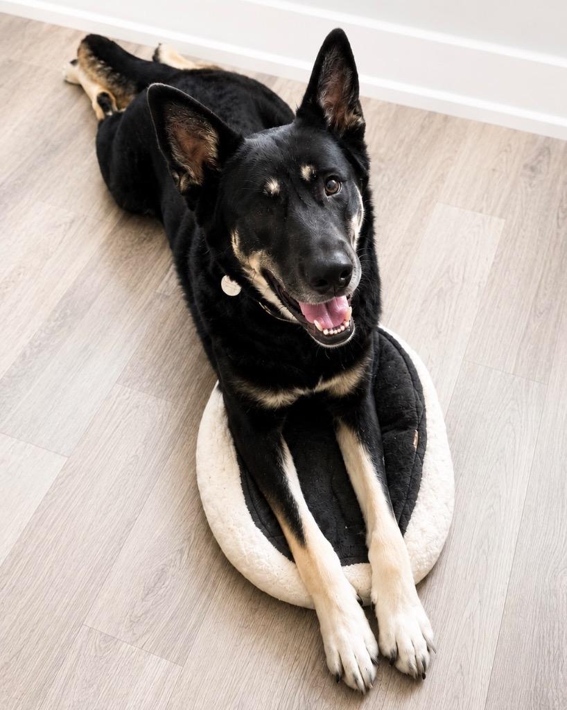 Enlarge Pie, a Adoptable mixed breed in Reno, NV image 2/6