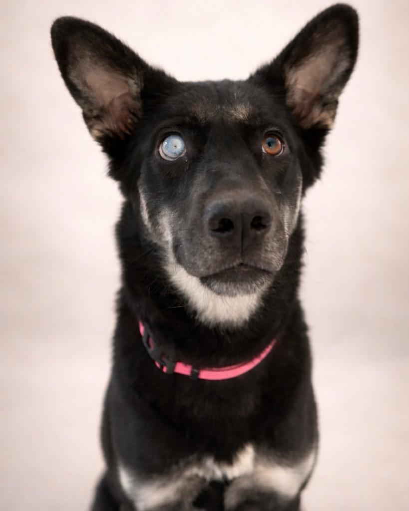 Enlarge Pie, a Adoptable mixed breed in Reno, NV image 6/6