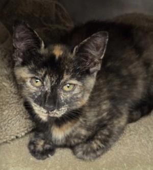 Joy, an adopted mixed breed in North Myrtle Beach, SC image 5/5