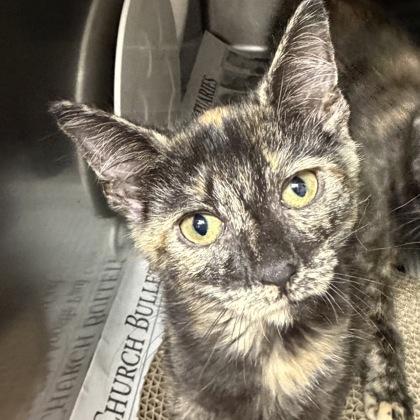 Joy, adopted, Young Female Tortoiseshell & Domestic Short Hair.