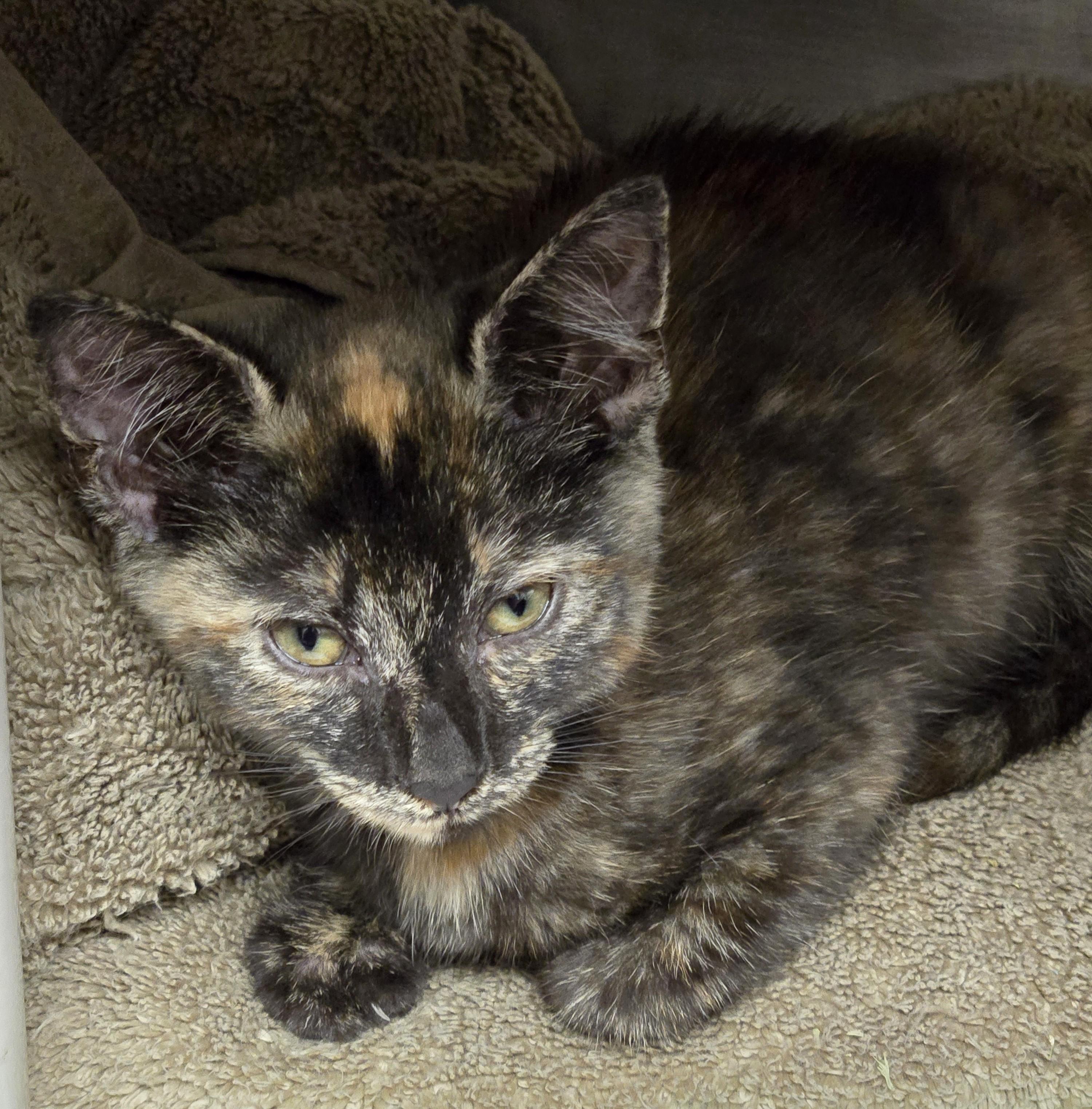 Joy, an adopted mixed breed in North Myrtle Beach, SC image 4/5