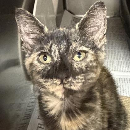 Joy, an adopted mixed breed in North Myrtle Beach, SC image 2/5