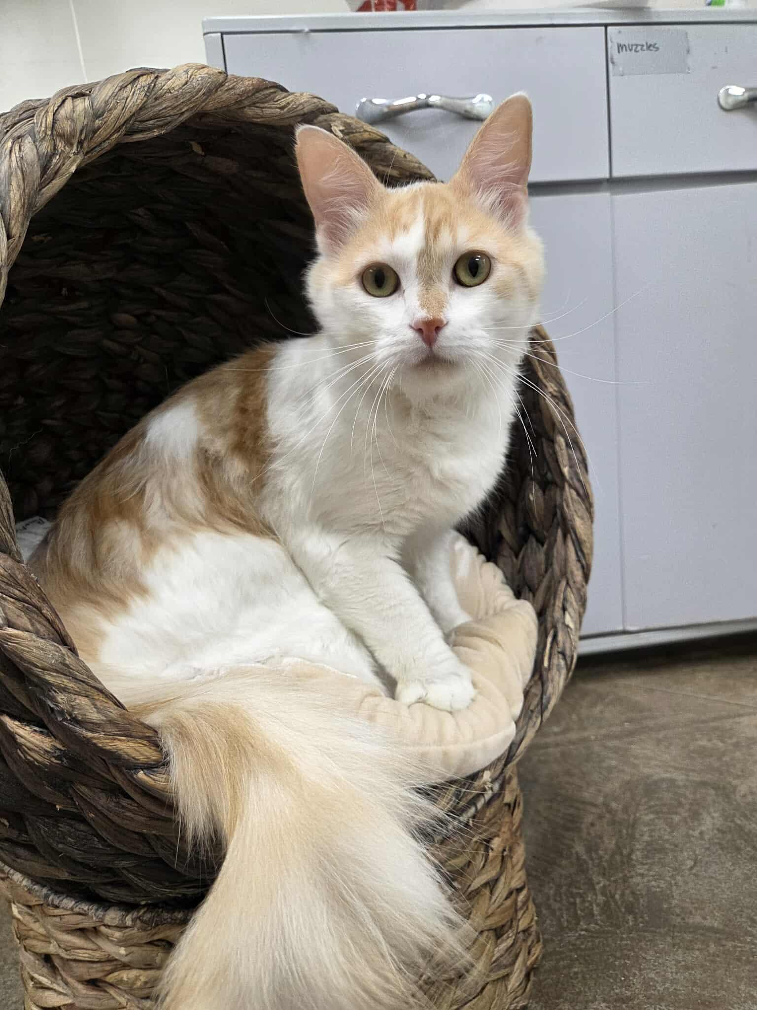 Parrot, an adoptable Domestic Medium Hair in Roosevelt, UT, 84066 | Photo Image 1