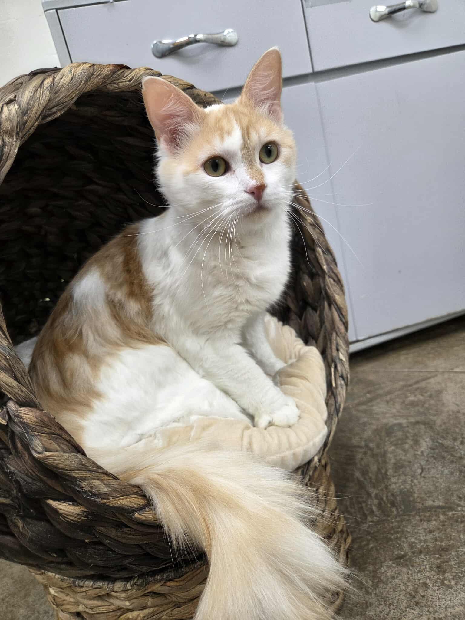 Parrot, an adoptable Domestic Medium Hair in Roosevelt, UT, 84066 | Photo Image 3