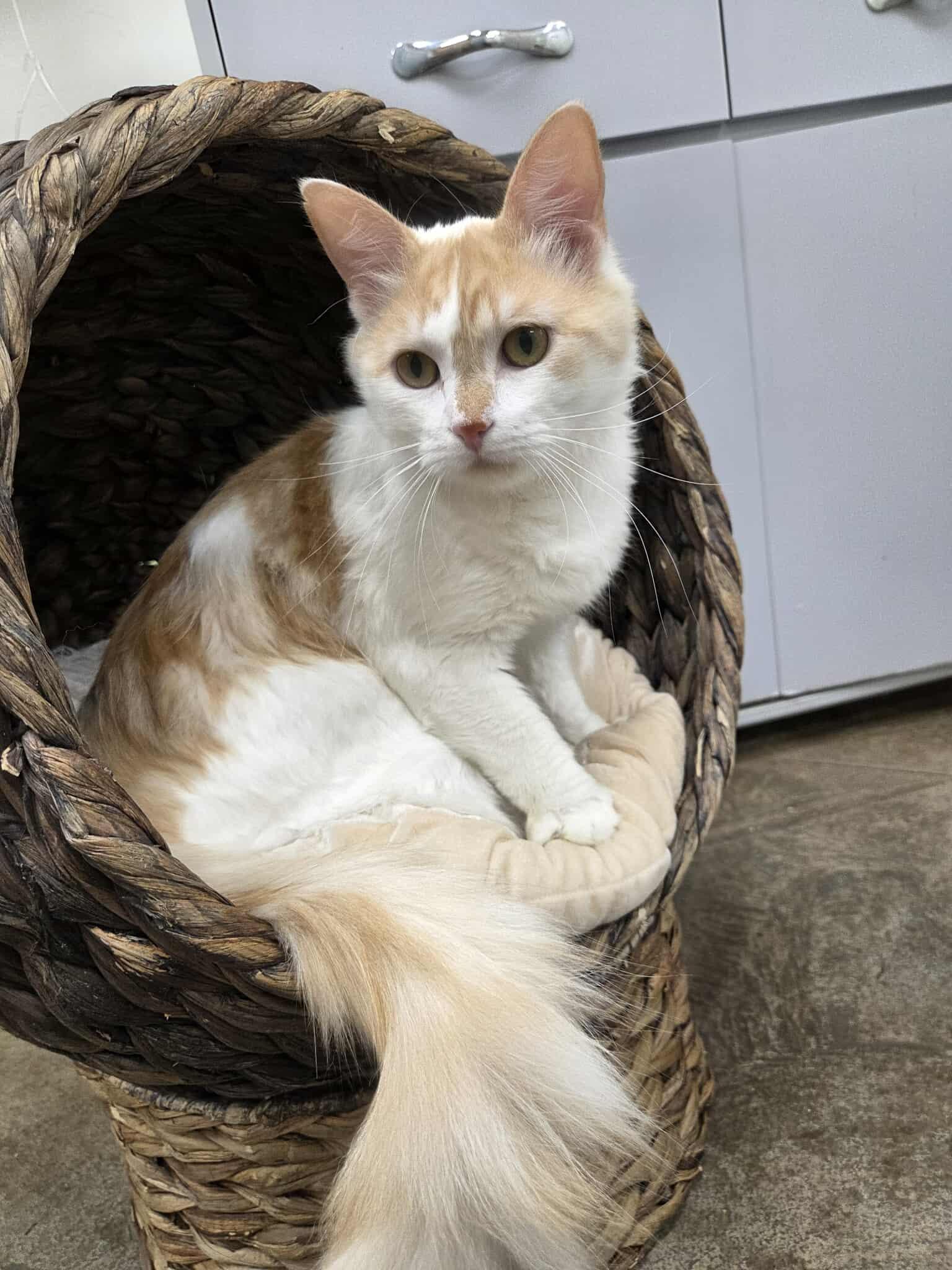 Parrot, an adoptable Domestic Medium Hair in Roosevelt, UT, 84066 | Photo Image 2