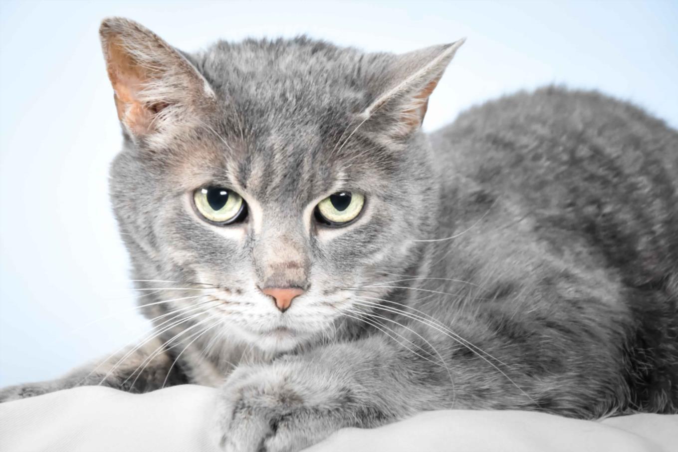 CRICKET, Adoptable, Adult Male Domestic Short Hair.